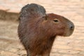 Capybara Hydrochoerus hydrochaeris - Pantanal, Mato Grosso, Brazil