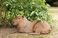 Beautiful capybara resting near green bush