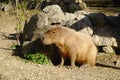 Beautiful capybara resting near stones on sunny day