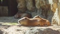 Beautiful capybaras resting outdoors on sunny day Royalty Free Stock Photo