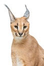 Beautiful caracal lynx isolated on white