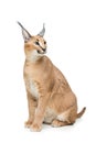 Beautiful caracal lynx isolated on white