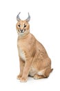 Beautiful caracal lynx isolated on white