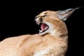 Beautiful caracal lynx over black background