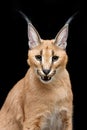 Beautiful caracal lynx over black background