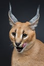 Beautiful caracal lynx over black background