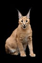 Beautiful caracal lynx over black background