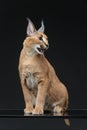 Beautiful caracal lynx over black background