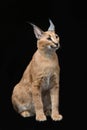 Beautiful caracal lynx over black background