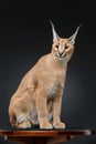 Beautiful caracal lynx over black background