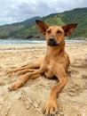 Beautiful caramel dog on the sand of a beach Royalty Free Stock Photo