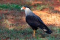 Beautiful CarcarÃ¡-de-poupa (Caracara plancus)