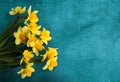 Beautiful Card with Yellow flowers daffodils on turquoise textur