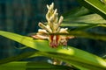 This is a beautiful Cardamom flower that horizontal stems