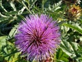 Beautiful Cardoon in a garden in Richmond, BC