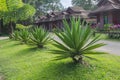 Caribbean agave bushes in green grass in resort