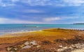 Beautiful Caribbean beach totally filthy dirty nasty seaweed problem Mexico