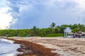 Beautiful Caribbean beach totally filthy dirty nasty seaweed problem Mexico