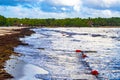 Beautiful Caribbean beach totally filthy dirty nasty seaweed problem Mexico