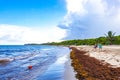 Beautiful Caribbean beach totally filthy dirty nasty seaweed problem Mexico