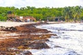 Beautiful Caribbean beach totally filthy dirty nasty seaweed problem Mexico