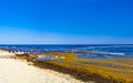 Beautiful Caribbean beach totally filthy dirty nasty seaweed problem Mexico