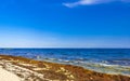 Beautiful Caribbean beach totally filthy dirty nasty seaweed problem Mexico