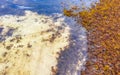 Beautiful Caribbean beach totally filthy dirty nasty seaweed problem Mexico