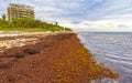 Beautiful Caribbean beach totally filthy dirty nasty seaweed problem Mexico