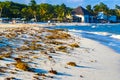 Beautiful Caribbean beach totally filthy dirty nasty seaweed problem Mexico