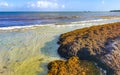 Beautiful Caribbean beach totally filthy dirty nasty seaweed problem Mexico