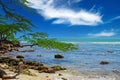 Beautiful caribbean coast landscape with green tree, sea horizon, blue sky, stones - treasure beach, Jamaica Royalty Free Stock Photo