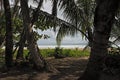 Beautiful Caribbean palm beach near Puerto Viejo, Costa Rica