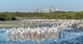 Caribbean pink flamingo at Ras al Khor Wildlife Sanctuary, a wetland reserve in Dubai, United Arab Emirates,