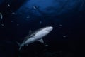 Beautiful Caribean Reef Shark Swimming Gracefully Royalty Free Stock Photo