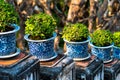 Beautiful Carmona retusa or Fukien tea tree in the flowerpot