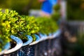 Beautiful Carmona retusa or Fukien tea tree in the flowerpot at the palace in Phetburi