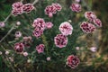 Beautiful carnation in english cottage garden. Close up of pink carnation flower. Floral wallpaper. Homestead lifestyle and wild Royalty Free Stock Photo