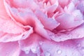 Beautiful carnation flower with drops of water Royalty Free Stock Photo