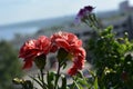 Beautiful carnation flowers on blurred background of city. Small garden on the balcony