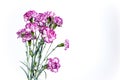 Beautiful carnation flowers isolated on white background