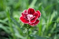 Carnation with selective focus. Closeup photography