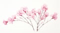 Beautiful Carnation Watercolour Illustration With Yucca Tree