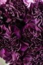 Beautiful carnations flowers in a vase on a table . Bouquet of dark violet, purple and pink multicolor flower Royalty Free Stock Photo