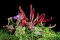 Beautiful Carnivorous plant on isolated background