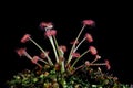 Beautiful Carnivorous plant on isolated background