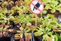 Beautiful carnivorous plants macro shot