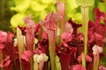 Beautiful carnivorous red and green pitcher plants Royalty Free Stock Photo