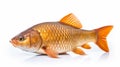 beautiful carp fish with vibrant colors set against a clean, white background