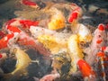 The beautiful carp koi fish swimming in pond Royalty Free Stock Photo